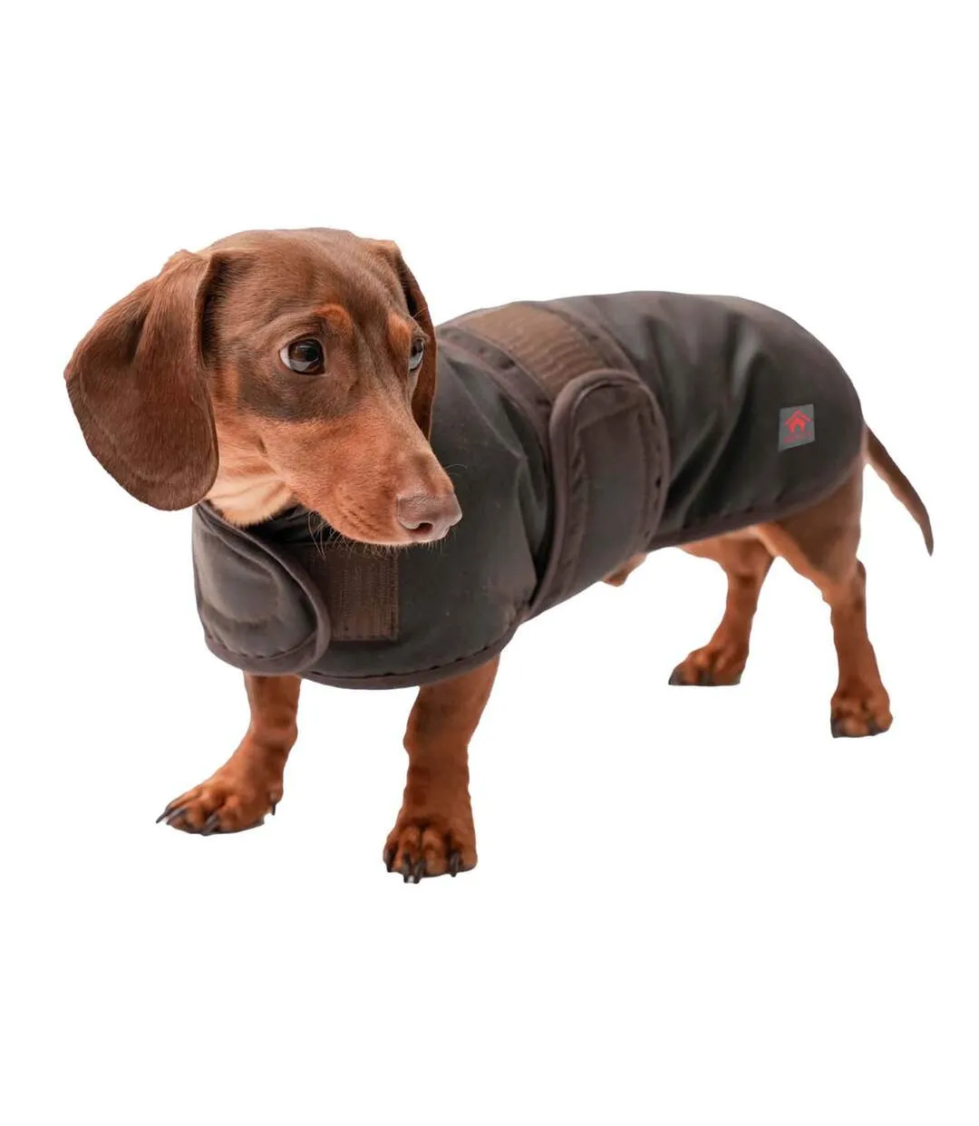 Waxed Brown Dachshund Coat by Firefoot