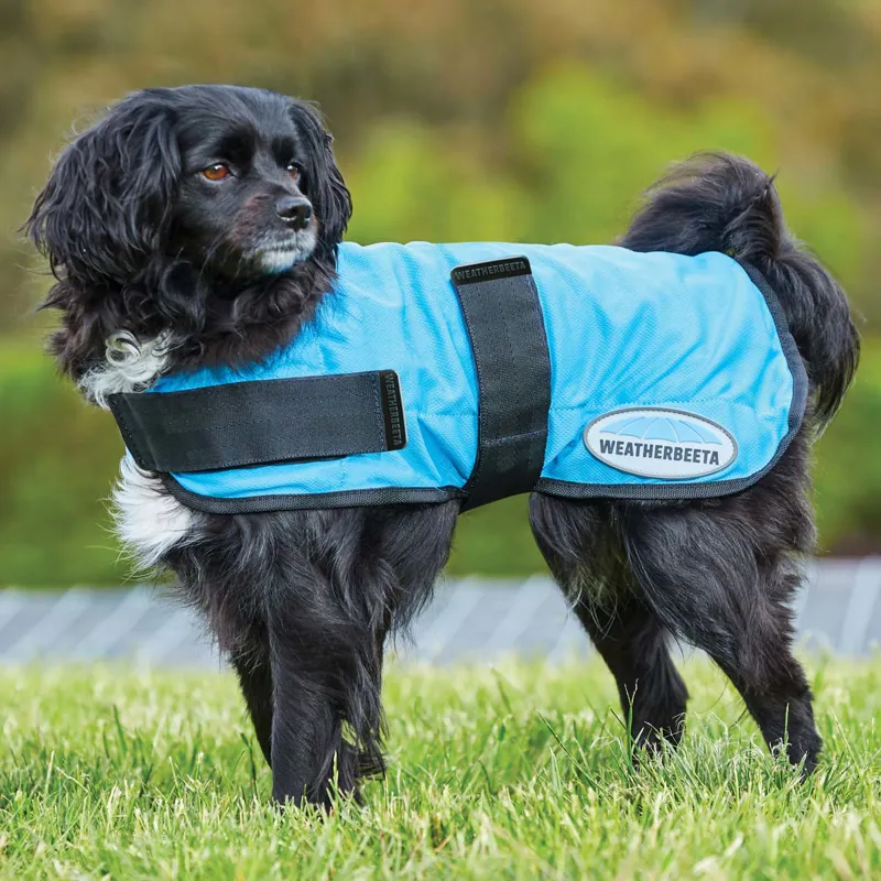 WeatherBeeta Blue Cooling Dog Coat